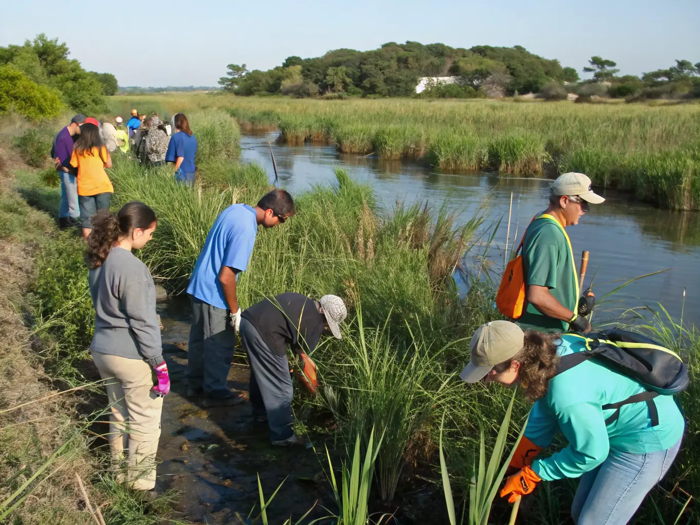 A vibrant image of volunteers planting seagrass beds along the coast, with historical shipwrecks visible in the background.